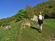 In Linzone spettacolo di narcisi e muscari con capre orobiche – 10magg22-FOTOGALLERY